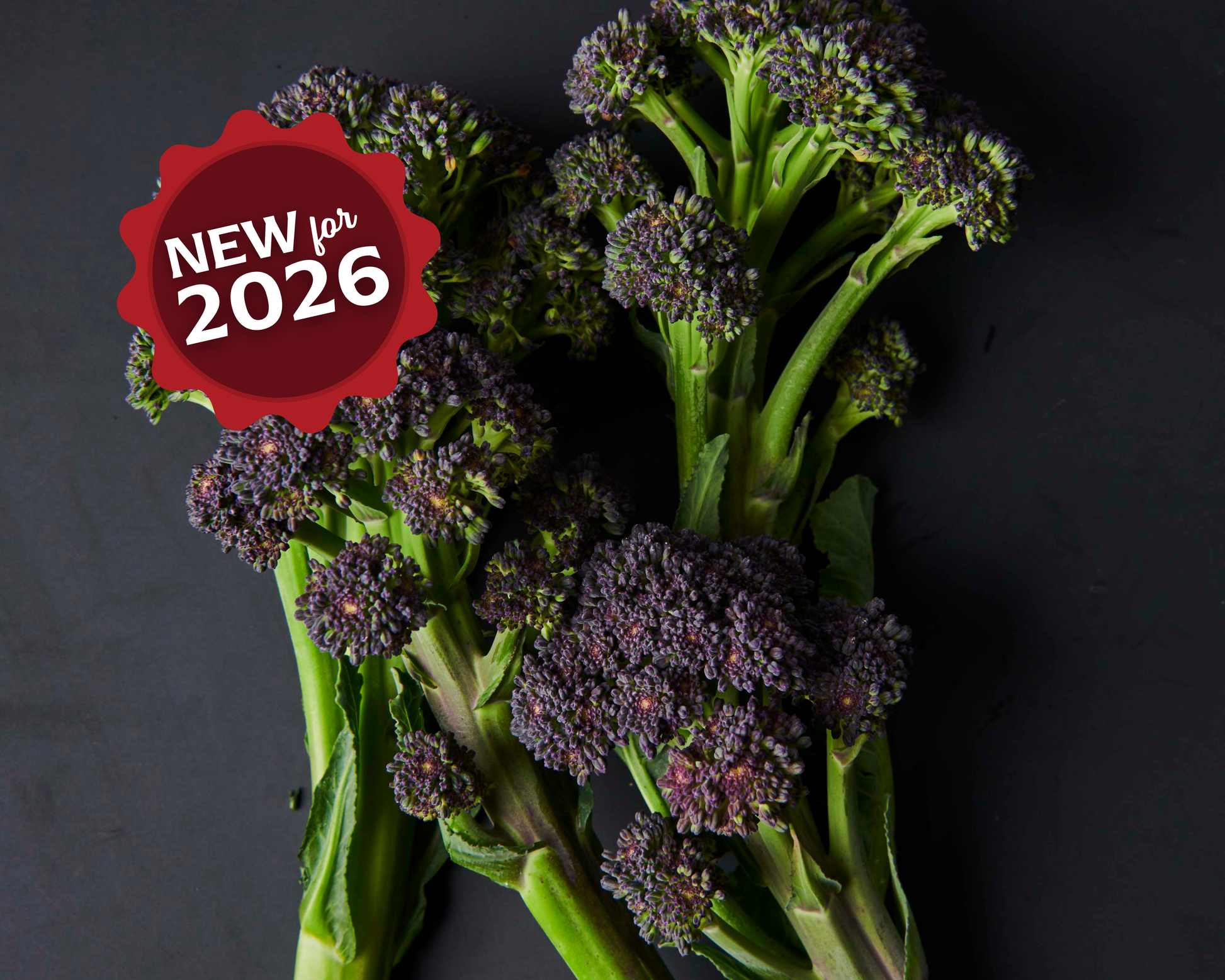 Packet of Burgundy Hybrid Broccoli Seeds from Seeds 'n Such, showing 15 to 20 seeds in a colorful packet.