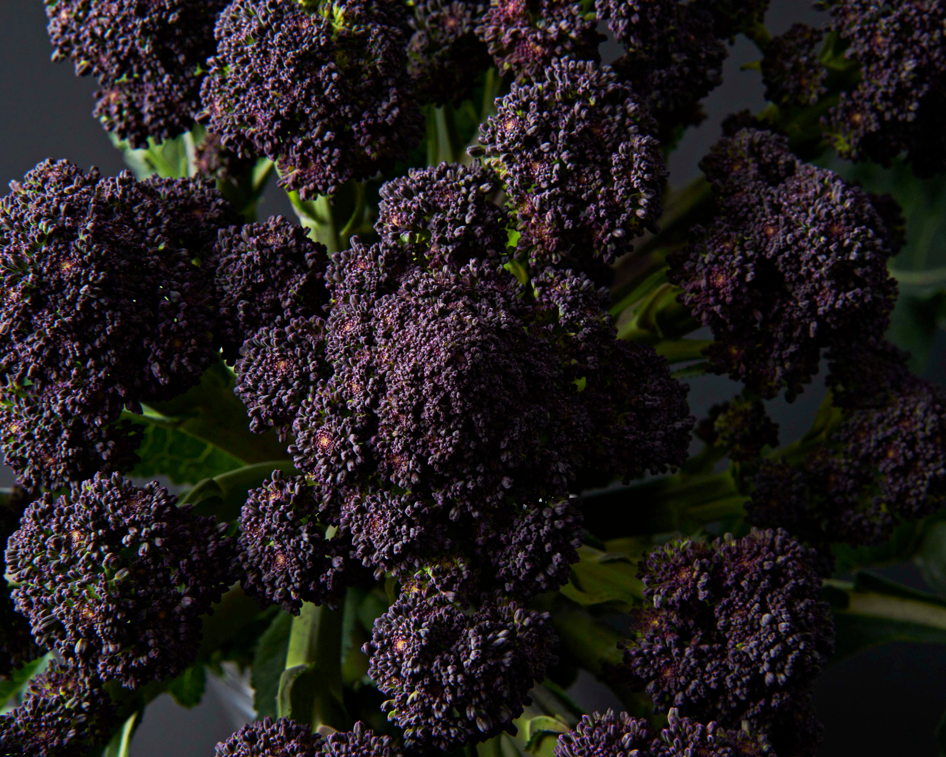 Burgundy hybrid broccoli seeds packet from Seeds 'n Such showing 15 to 20 seeds in a colorful packet.