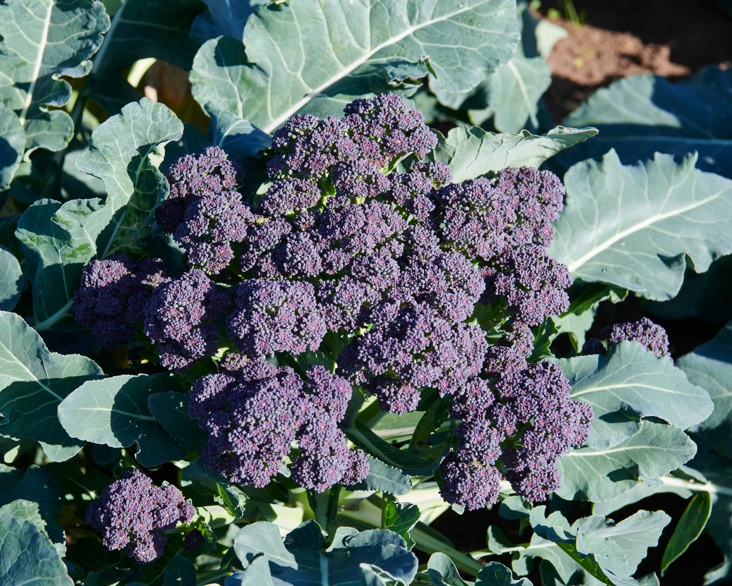 Burgundy Hybrid Broccoli Seeds packet by Seeds 'n Such showing 15-20 seeds for planting and gardening.