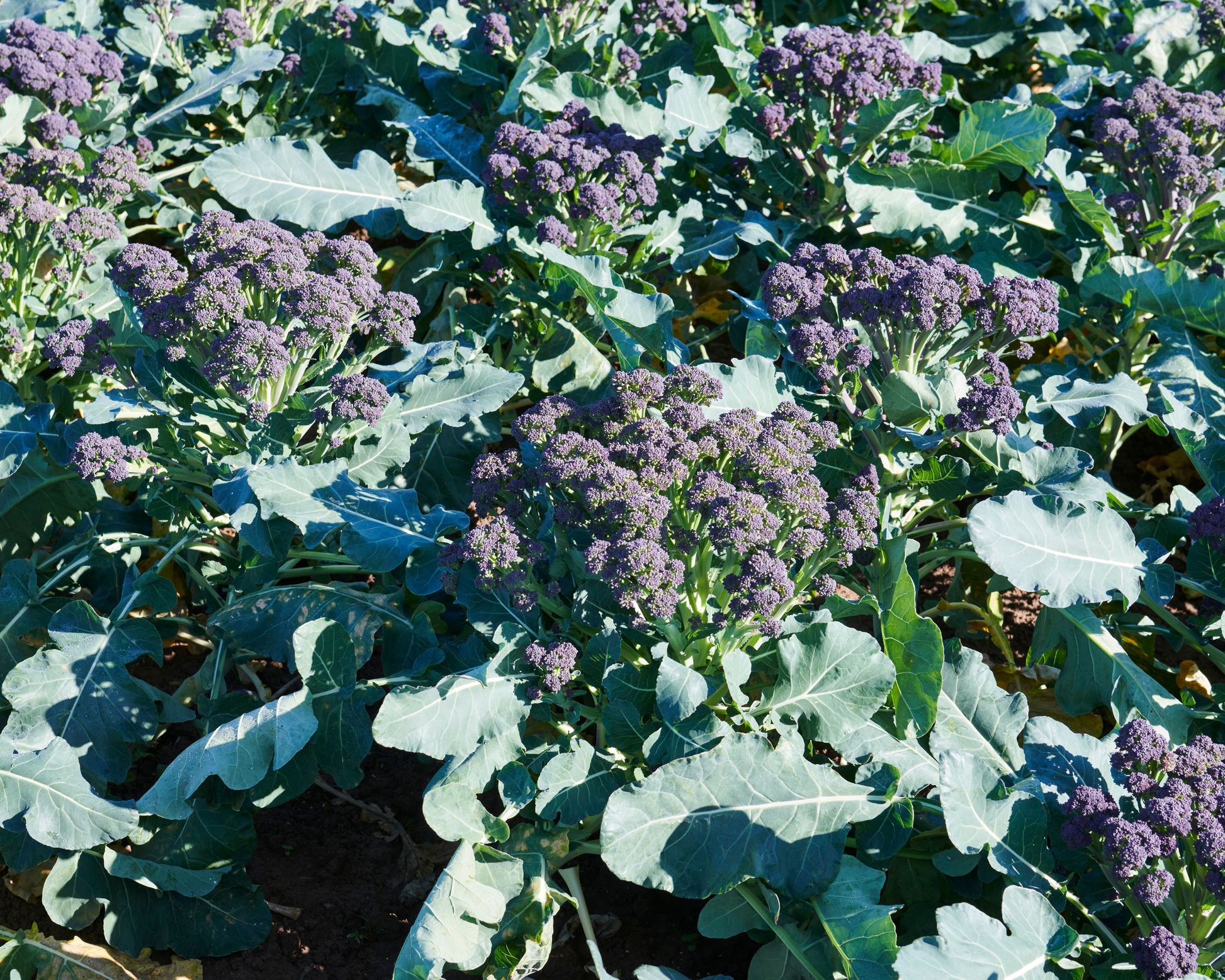 Burgundy hybrid broccoli seeds packet by Seeds 'n Such showing 15 to 20 seeds in a colorful packet.