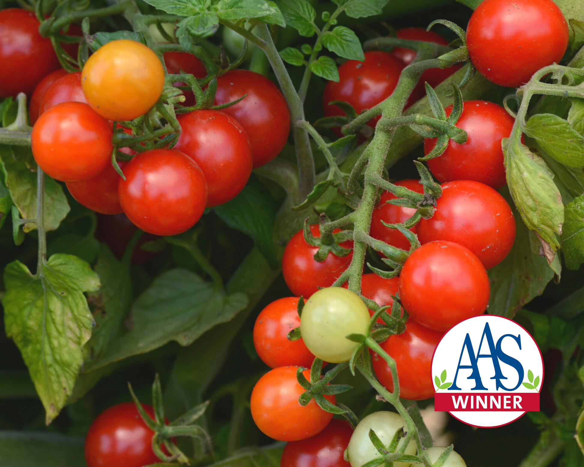 Packet of Seeds 'n Such Candyland Red Tomato Seeds showing 15-20 seeds in a colorful packet
