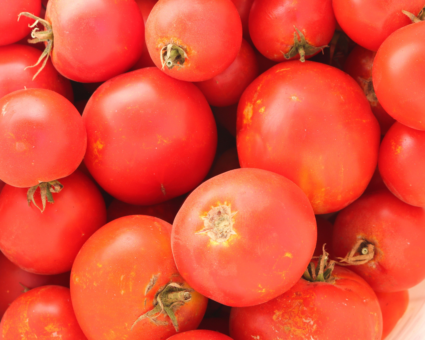 Packet of Seeds 'n Such Celebrity Plus Hybrid Tomato Seeds showing 15-20 seeds in a colorful packet.