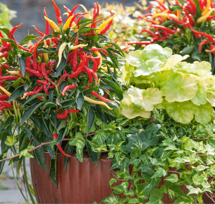 Fire and Ice Ornamental Pepper Seeds from Seeds 'n Such, packet showing bright peppers and seed details for planting.