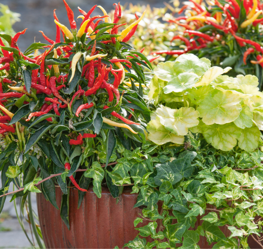 Fire and Ice Ornamental Pepper Seeds from Seeds 'n Such, packet showing bright peppers and seed details for planting.