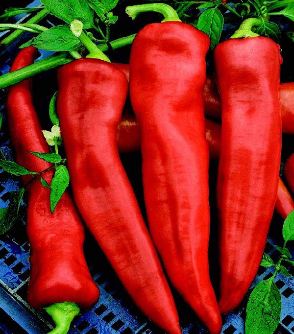 Packet of Goliath Griller Hybrid Pepper Seeds from Seeds 'n Such, showing 15 to 20 seeds inside a colorful packet.