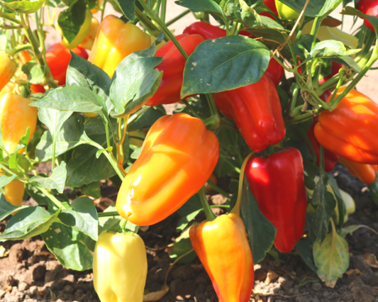 Packet of Gypsy Hybrid Pepper Seeds by Seeds 'n Such showing 15-20 seeds in a clear packet.