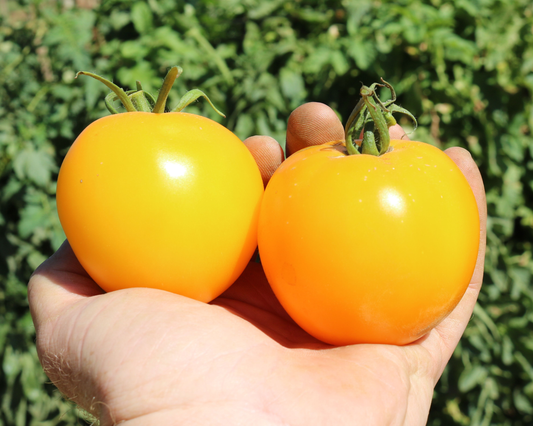 Packet of Lemon Boy Plus hybrid tomato seeds from Seeds 'n Such, featuring 15 to 20 seeds for cultivating vibrant, flavorful tomatoes.