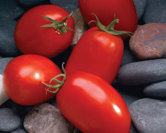 Packet of Mariana Hybrid Roma Paste Tomato Seeds from Seeds 'n Such showing 15-20 seeds inside.