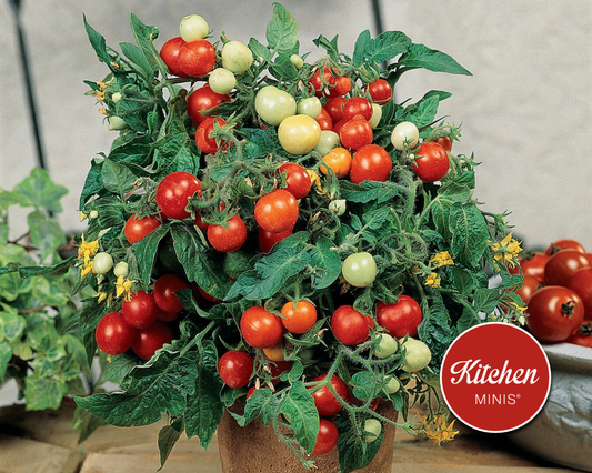 Micro Tom tomato seeds packet from Seeds 'n Such with 15-20 tiny Micro Tom tomato seeds for planting.