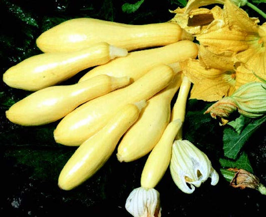 Packet of Seeds 'n Such Multipik Hybrid Summer Squash Seeds showing 15 to 20 seeds inside the packet.
