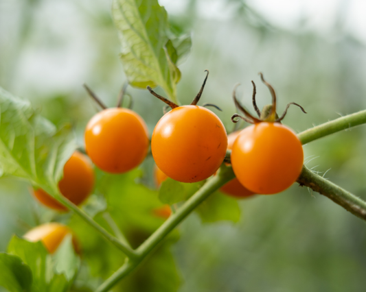 Sun Gold Hybrid Tomato Seeds packet by Seeds 'n Such, showing bright seed packet with details for garden planting