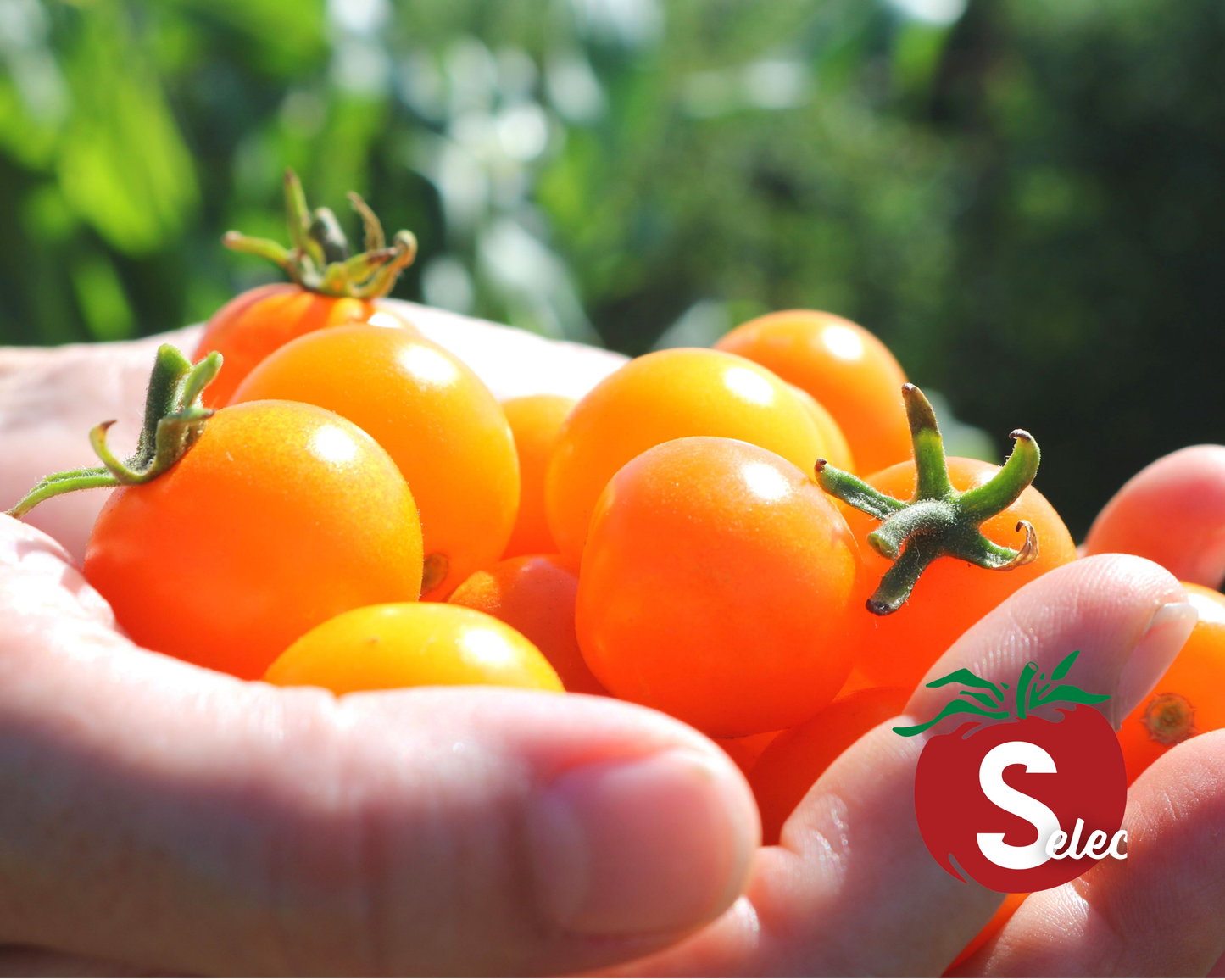 Sun Sugar Hybrid Tomato Seeds packet by Seeds 'n Such, showing 15-20 seeds for planting and gardening.