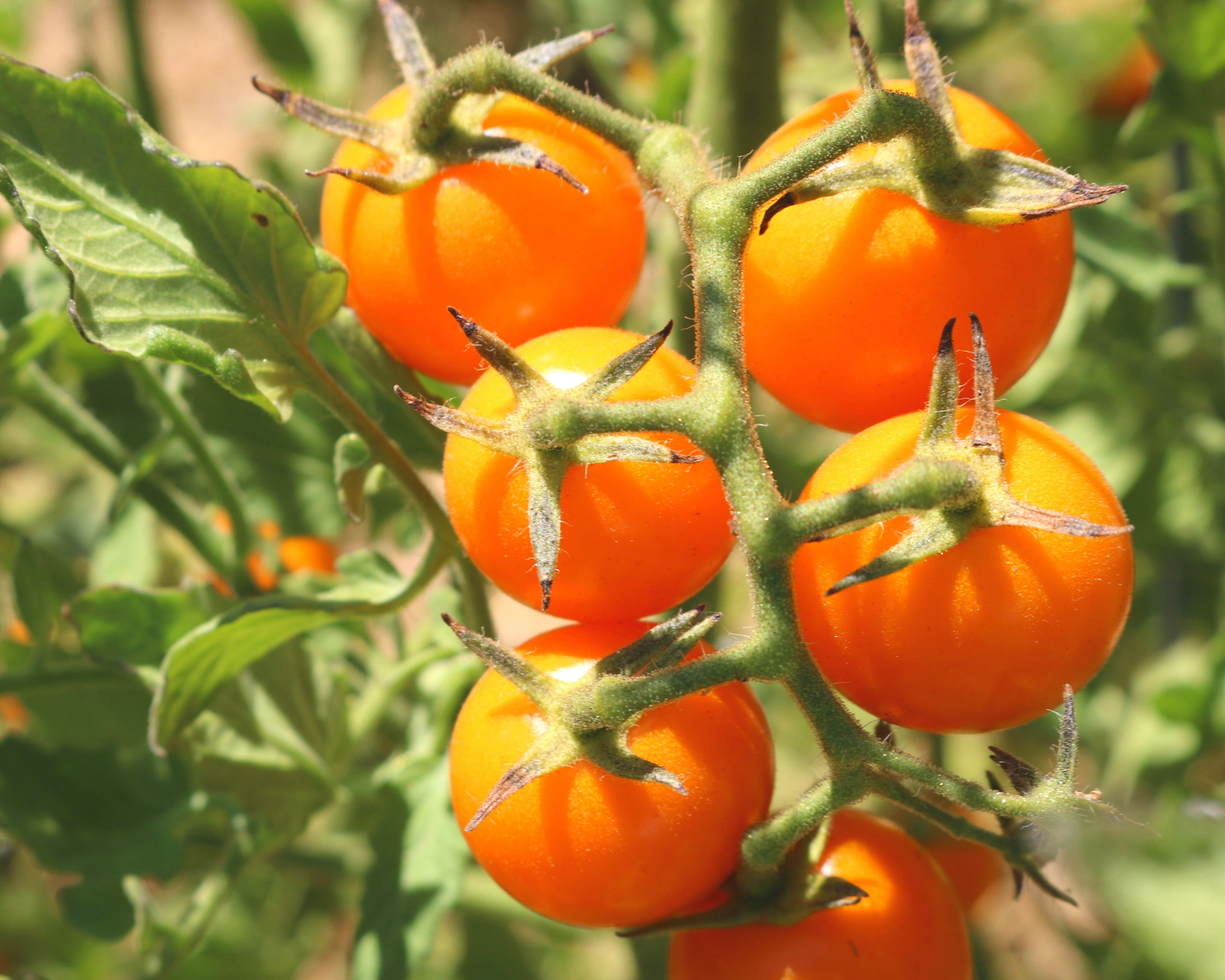 Sun Sugar hybrid tomato seeds packet from Seeds 'n Such with 15-20 seeds for planting and growing sweet, flavorful tomatoes.
