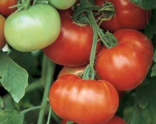Packet of Seeds 'n Such Super Fantastic Hybrid Tomato Seeds showing 15-20 seeds in a colorful packet.