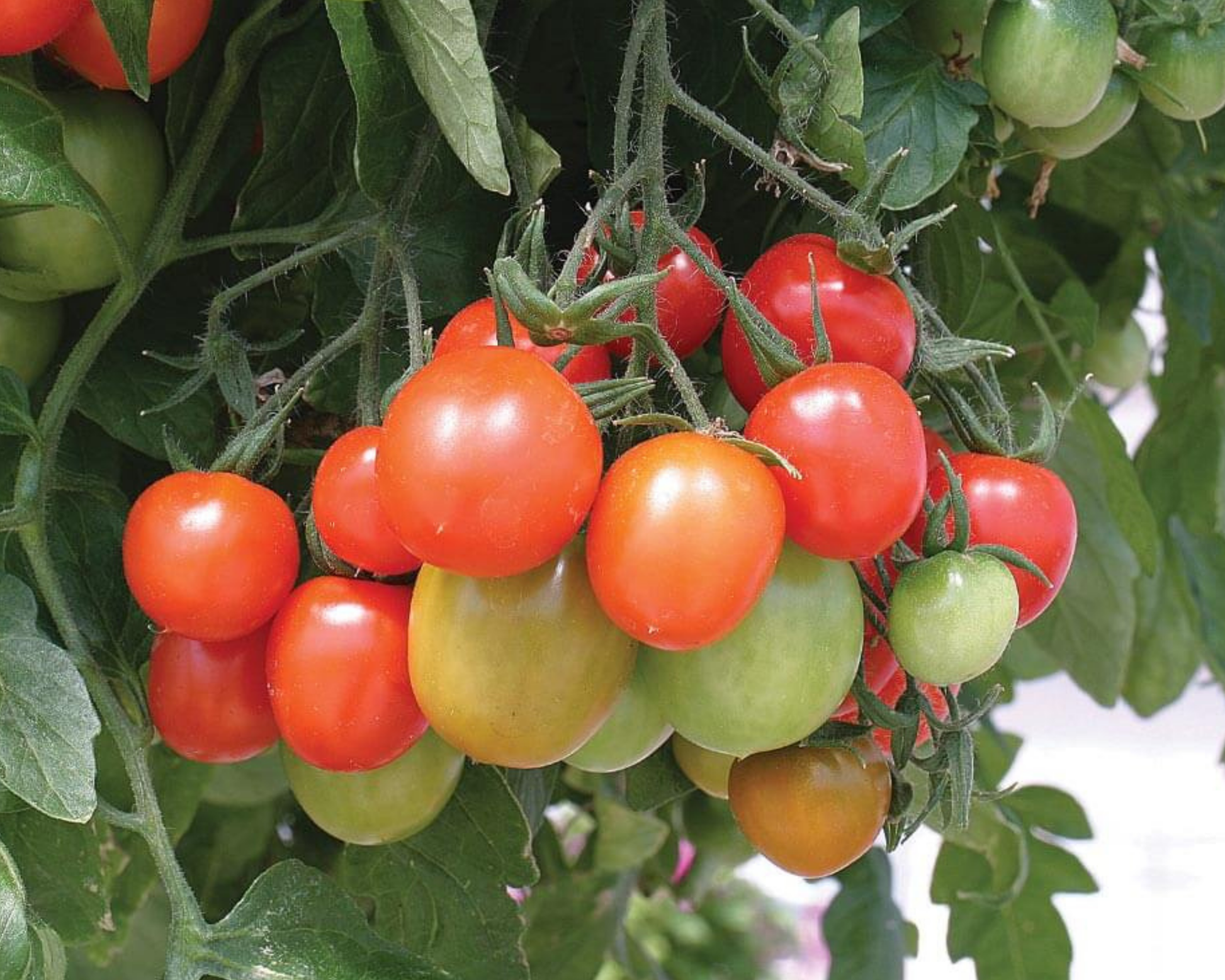 Packet of Seeds 'n Such Tumbling Tom Red Tomato Seeds showing seeds and seed packet for growing tumbling red tomatoes.
