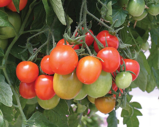 Packet of Seeds 'n Such Tumbling Tom Red Tomato Seeds showing seeds and seed packet for growing tumbling red tomatoes.