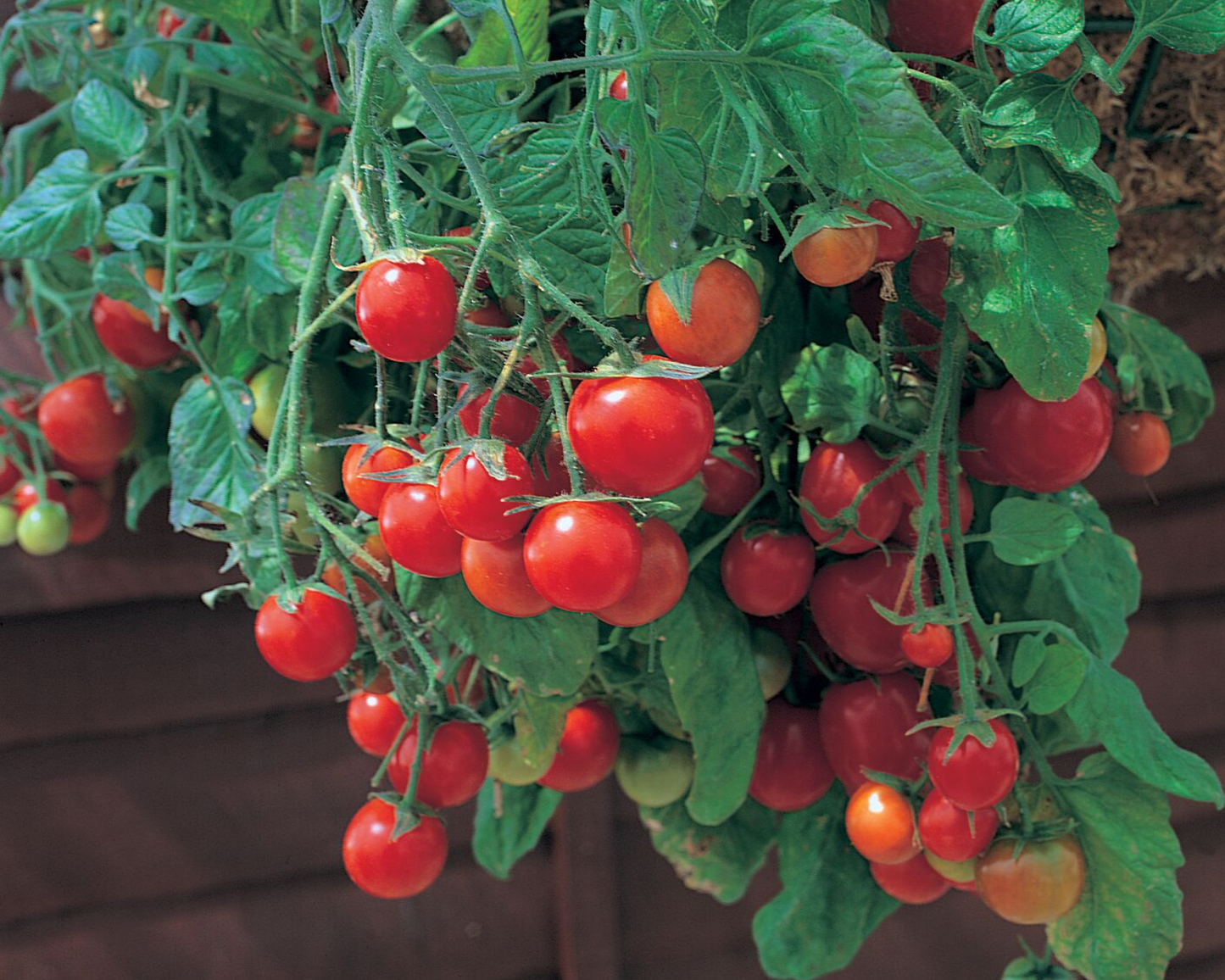 Tumbling Tom Red tomato seed packet from Seeds 'n Such, featuring 15-20 seeds for growing vibrant red cherry tomatoes.