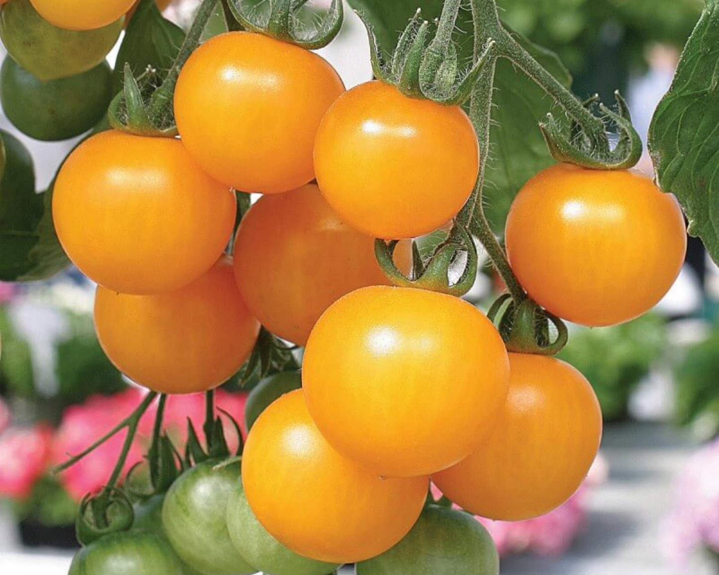 Packet of Seeds 'n Such Tumbling Tom Yellow Tomato Seeds with 15-20 seeds for growing vibrant yellow cherry tomatoes.