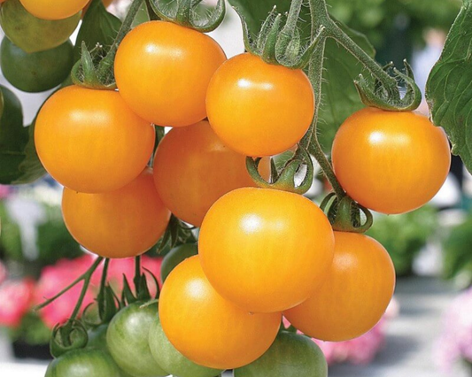 Packet of Seeds 'n Such Tumbling Tom Yellow Tomato Seeds with 15-20 seeds for growing vibrant yellow cherry tomatoes.