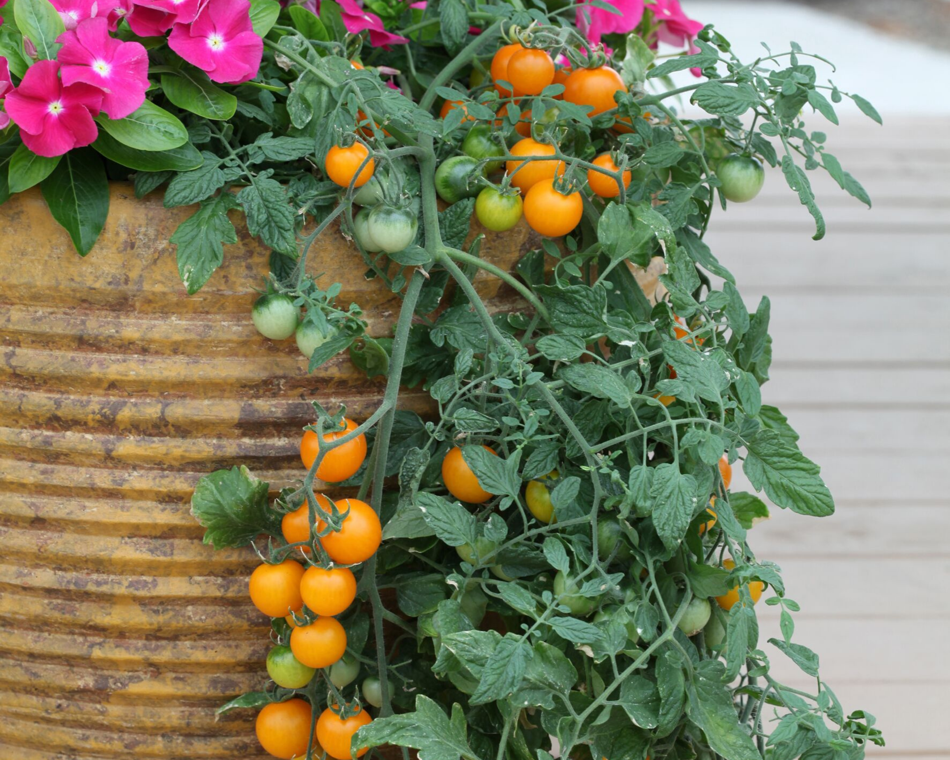 Packet of Seeds 'n Such Tumbling Tom Yellow Tomato Seeds showing bright yellow tomato seed packet with seeds inside.