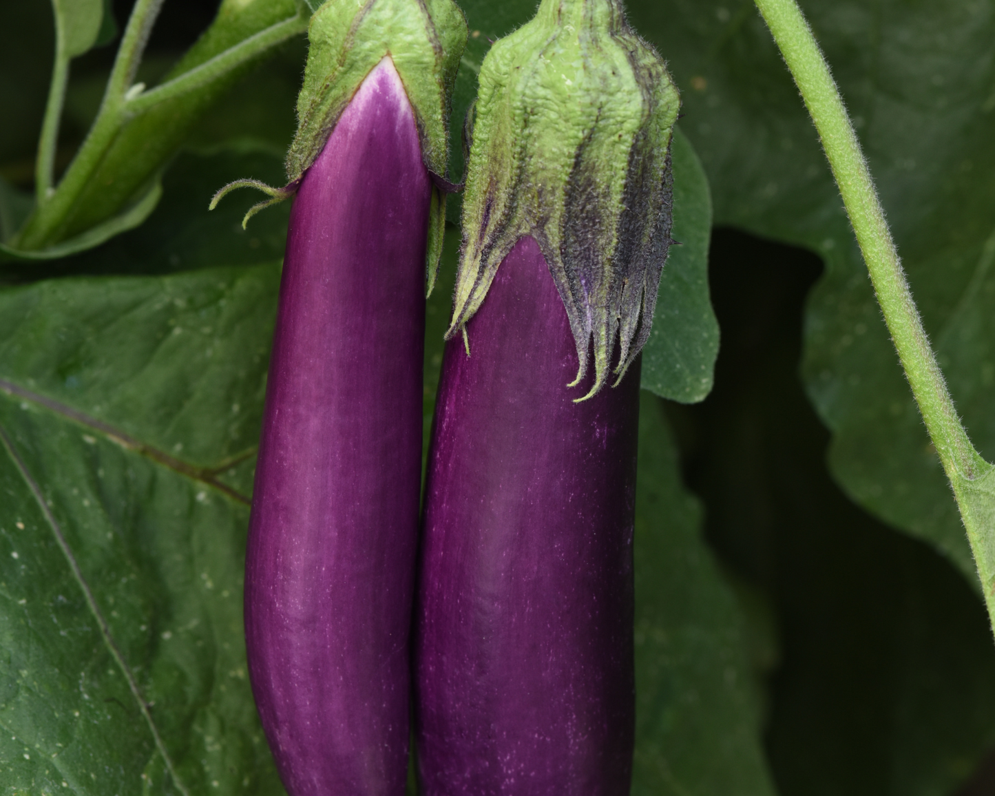 Violet Delight Hybrid Eggplant Seeds packet by Seeds 'n Such showing 15-20 violet eggplant seed packets.