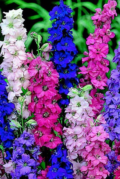 Packet of Giant Imperial Mix Larkspur Seeds from Seeds 'n Such, showcasing vibrant flower seeds for garden planting.