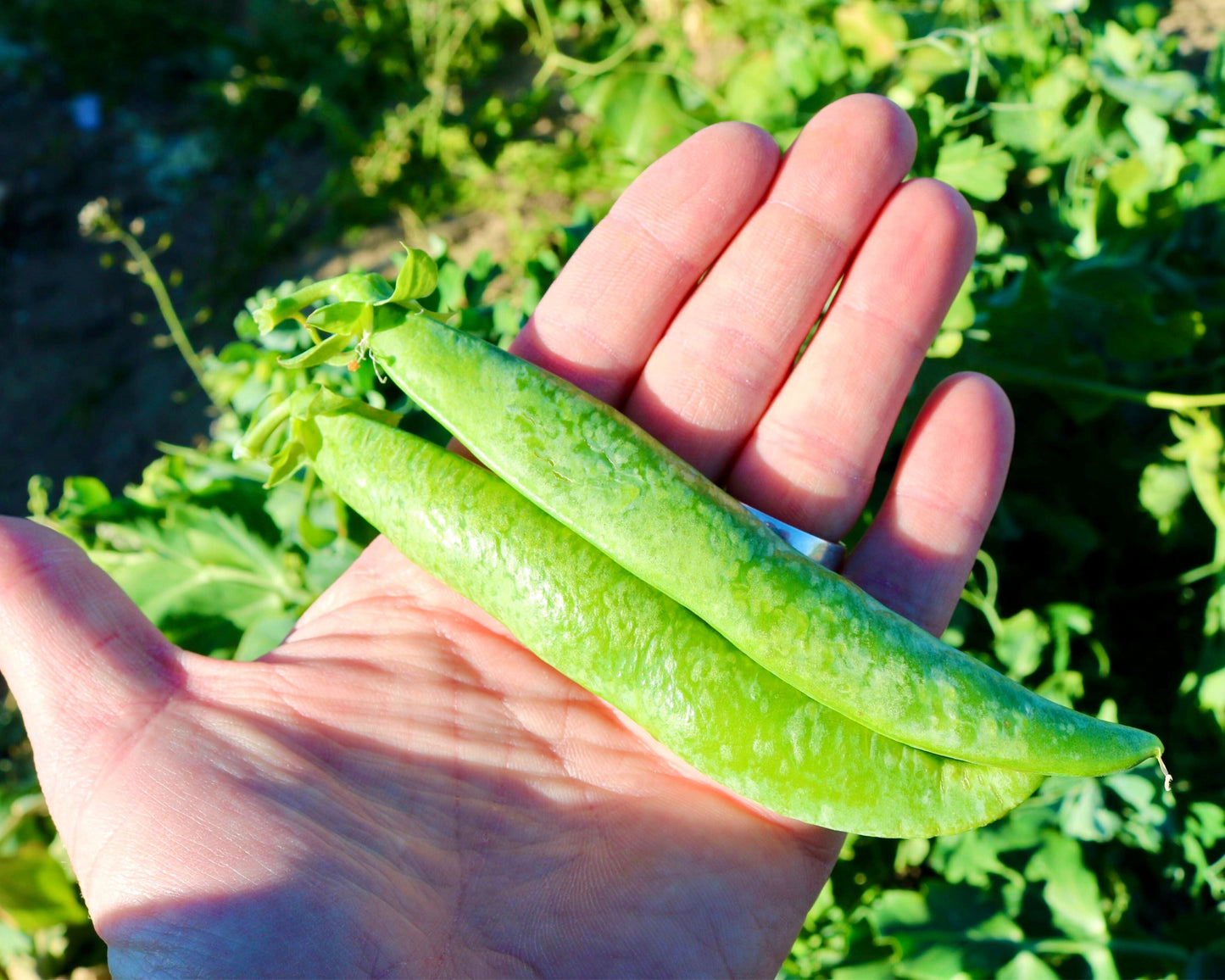 Packet of Mr. Big Pea Seeds by Seeds 'n Such showing 150 pea seeds for planting and gardening.