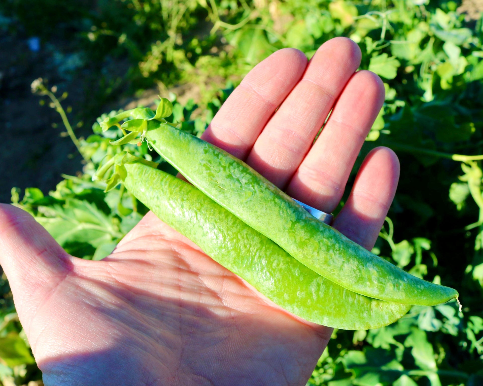 Packet of Mr. Big Pea Seeds by Seeds 'n Such showing 150 pea seeds for planting and gardening.