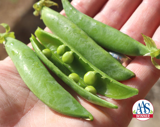 Packet of Seeds 'n Such Sugar Ann Pea Seeds with 150 seeds for planting and growing sweet, tender sugar snap peas.