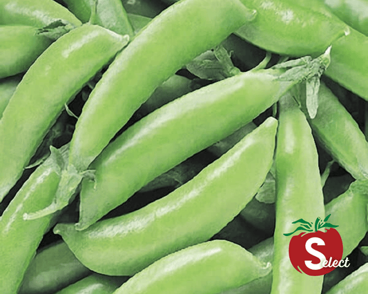Packet of Seeds 'n Such Super Sugar Snap Pea Seeds showing 150 seeds in a colorful packet for planting and gardening