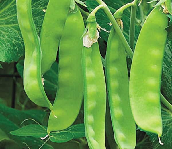 Packet of Oregon Sugar Pod II pea seeds from Seeds 'n Such, showcasing vibrant seed details in a clear, close-up view.