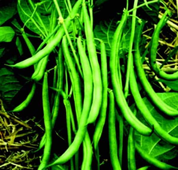 Blue Lake FM-1 bean seeds in a Seeds 'n Such packet, showing vibrant green bean seeds ready for planting.