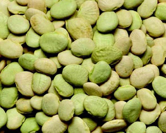 Packet of Seeds 'n Such Early Thorogreen Bean seeds showing bright green bean seeds in a labeled packet.