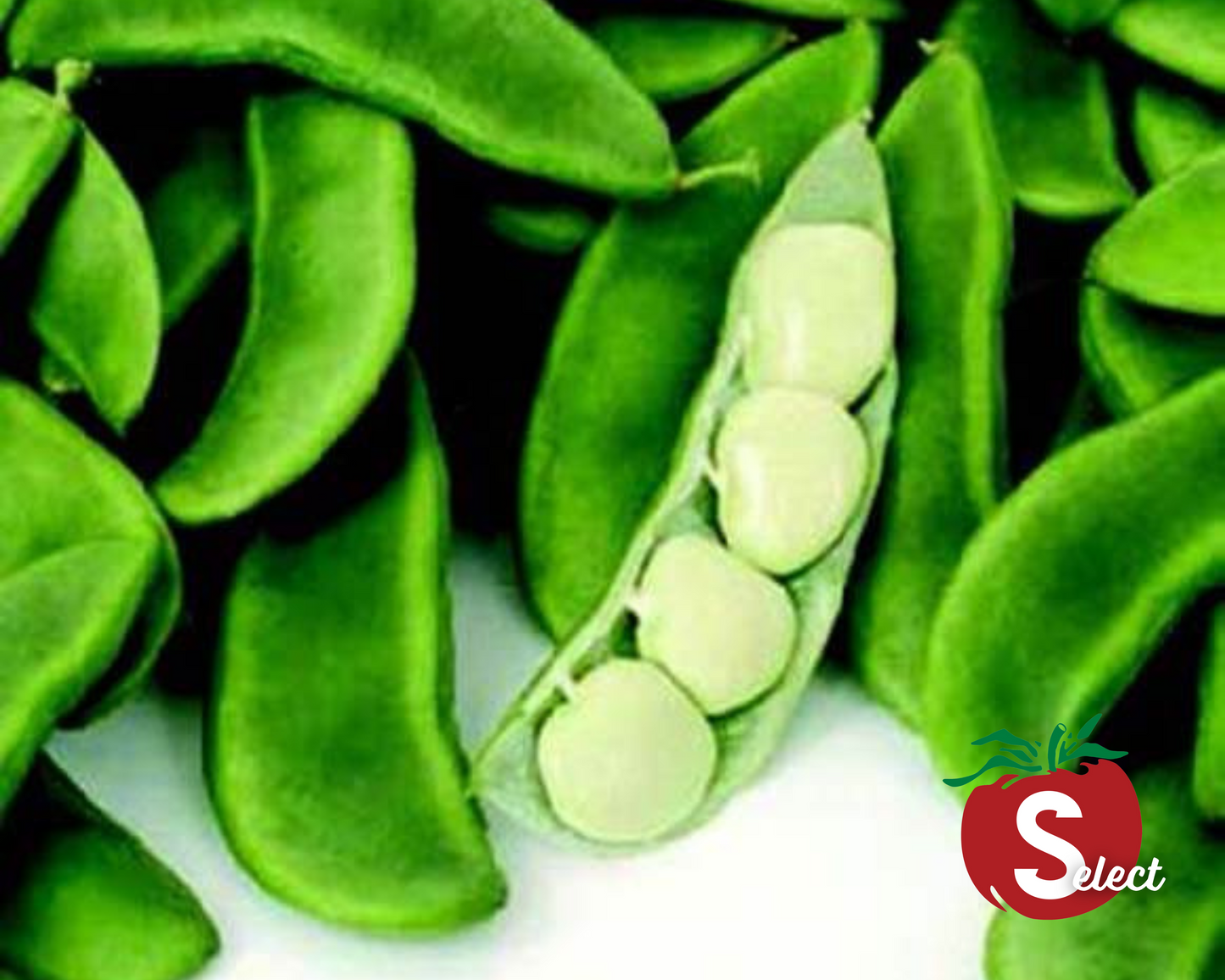 Packet of Seeds 'n Such Fordhook 242 Bean Seeds showing bright green bean seeds in a resealable packet.