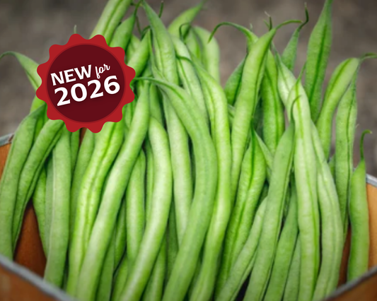 French Filet Bean Seeds from Seeds 'n Such in a 2 oz packet, showing vibrant bean seeds ready for planting.