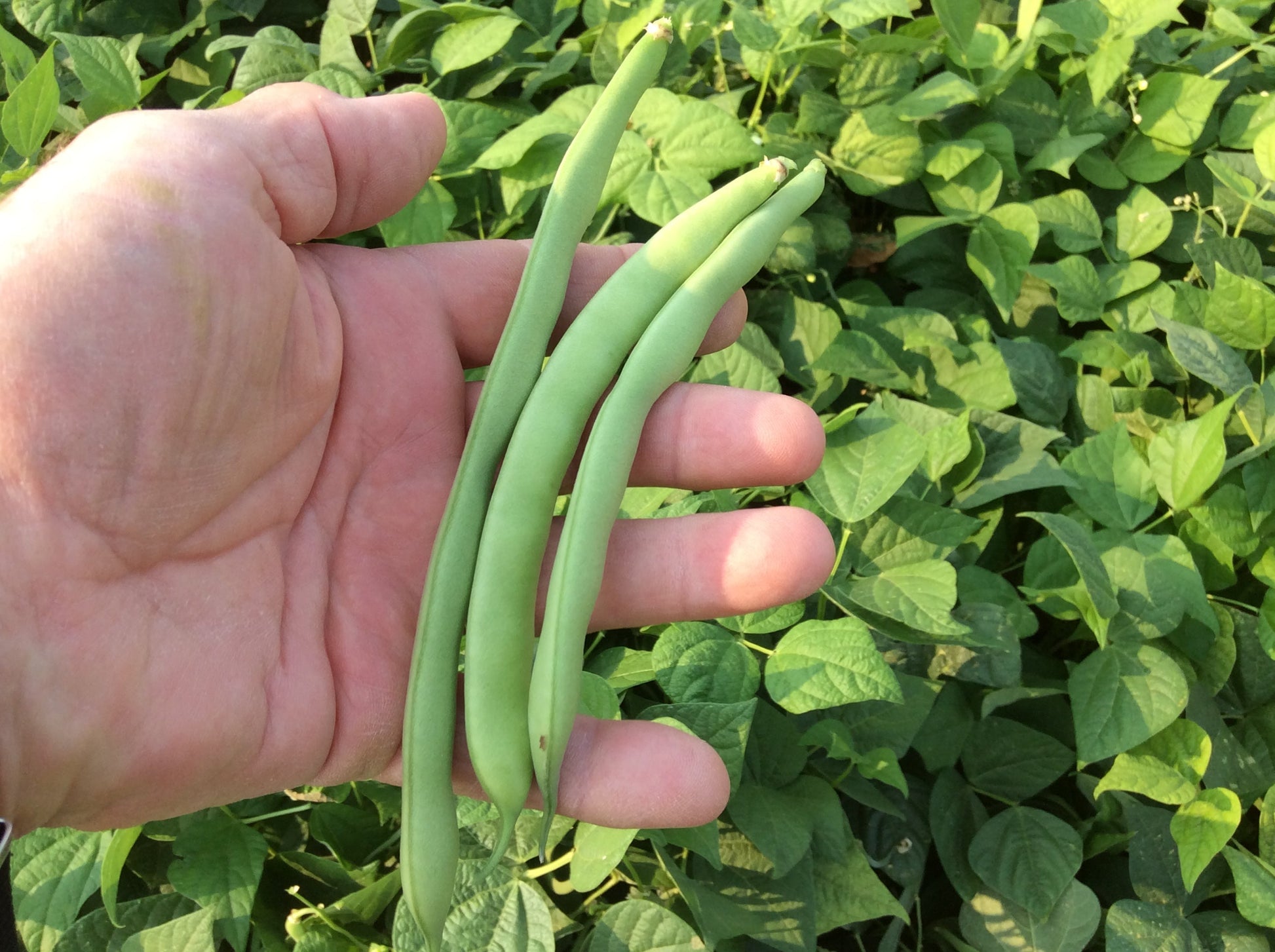 Green Crop Bean Seeds packet from Seeds 'n Such showing 2 oz of fresh green crop bean seeds in a clear packaging.