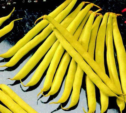 Packet of Seeds 'n Such Improved Golden Wax Bean Seeds, 2 oz, showing bright yellow bean seed packets for planting.