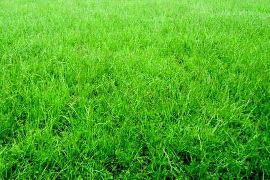 Seed packet for Seeds 'n Such Permanent Pasture Mixture, 2 oz, showing colorful seed packet with images of pasture grasses.