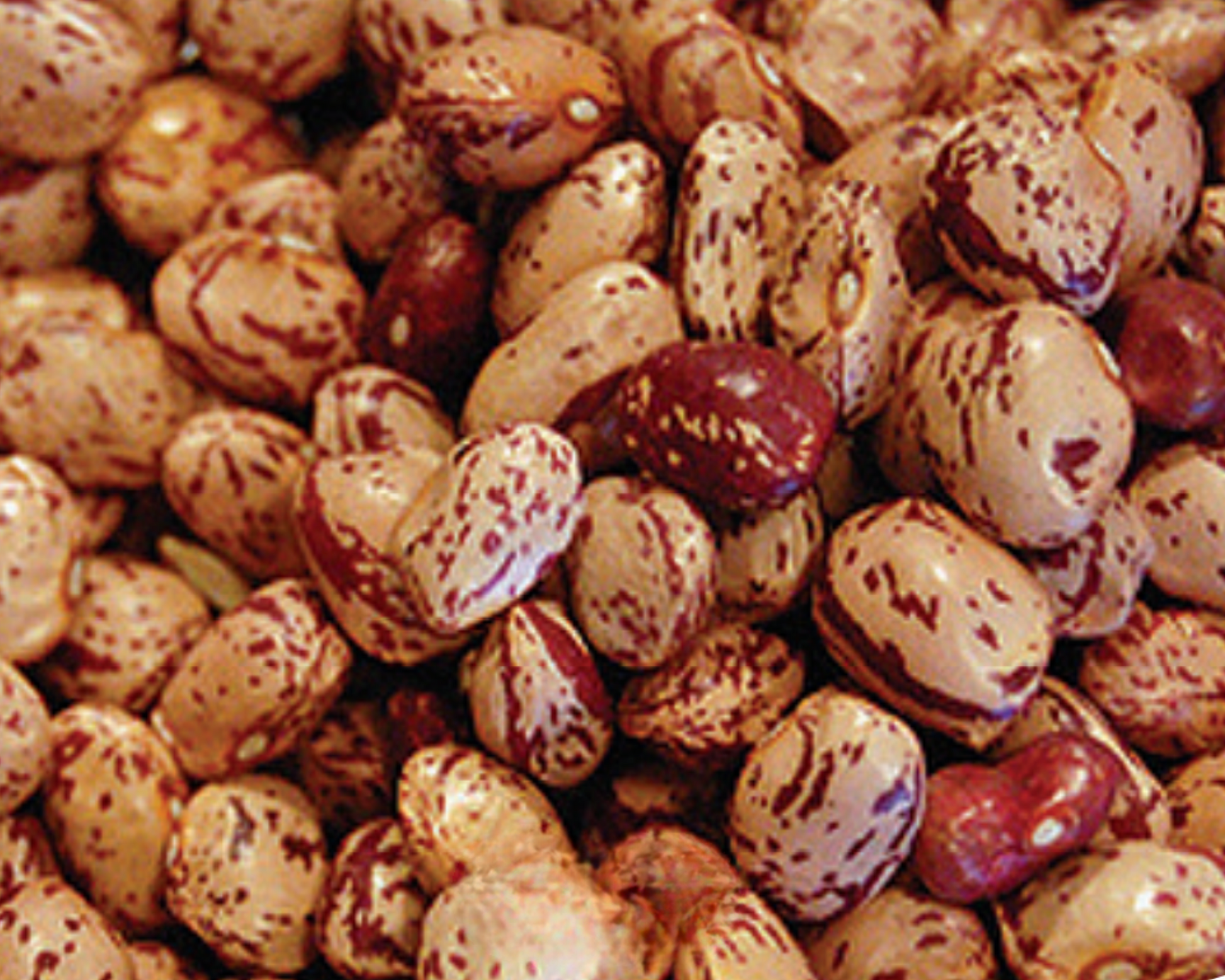 Packet of Seeds 'n Such Pinto Bean Seeds in a 2 oz packet, showing dried pinto beans ready for planting.