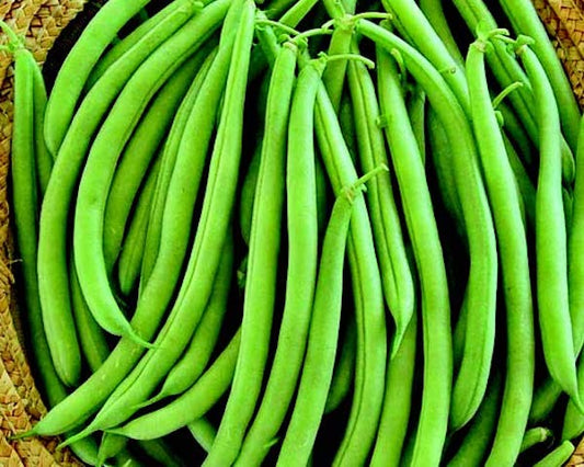 Two-ounce packet of Strike Bean Seeds by Seeds 'n Such, showing fresh green bean seeds in a clear packet.