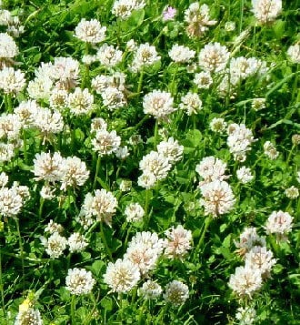 White Dutch Clover seeds packet from Seeds 'n Such, showing a close-up of the seed packet with white clover plant details.