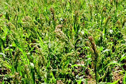 White Proso Millet seeds from Seeds 'n Such in a 2 oz packet, showing small, white millet grains ready for planting or consumption.