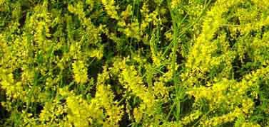 Yellow Blossom Sweet Clover seeds packet from Seeds 'n Such, showing vibrant yellow flowers and green foliage on the packaging.