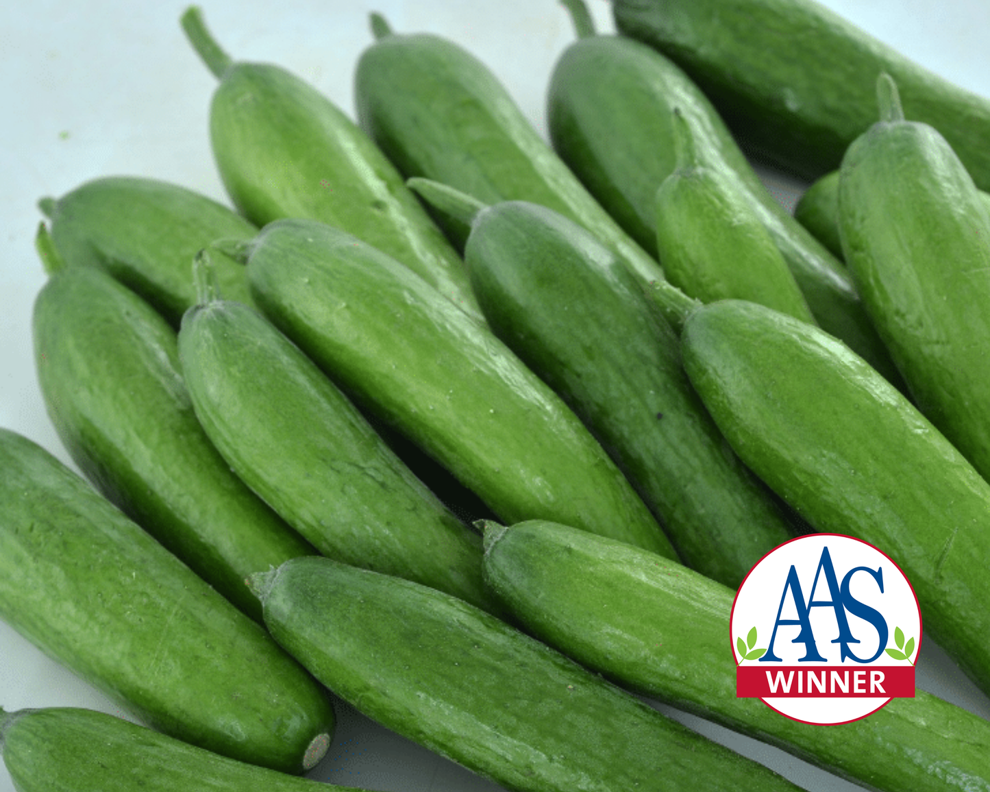 Green Light Hybrid Cucumber Seeds packet by Seeds 'n Such showing 20-25 seeds for planting and gardening.