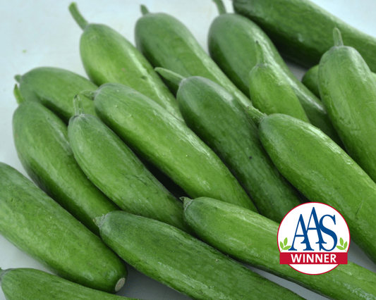 Green Light Hybrid Cucumber Seeds packet by Seeds 'n Such showing 20-25 seeds for planting and gardening.