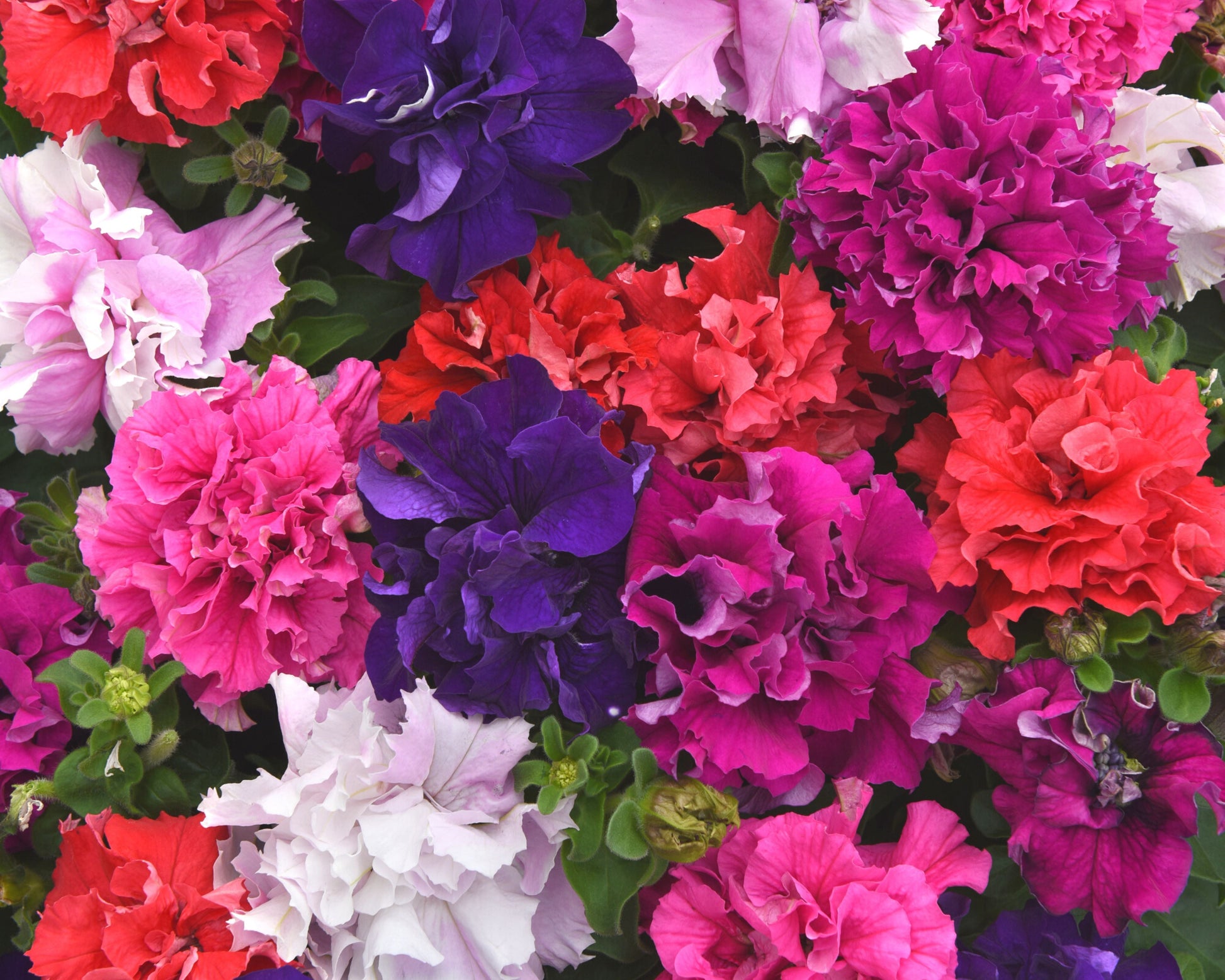 Packet of Seeds 'n Such Double Cascade Grandiflora Hybrid Mix Petunia seeds with 20 pellets, ready for planting.