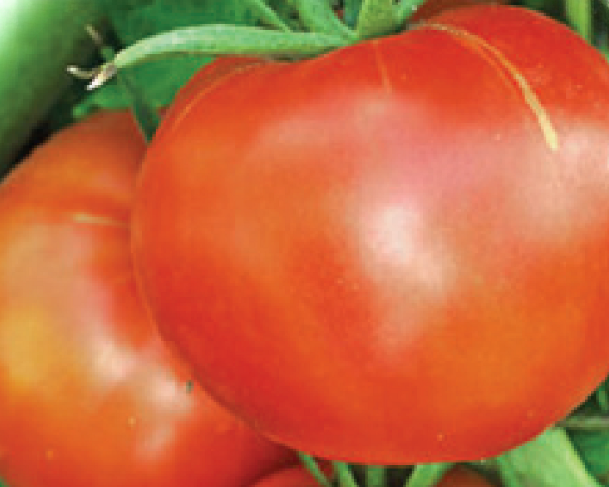 Packet of Buckbee's™ Abraham Lincoln Tomato Seeds by Seeds 'n Such, showing 20 seeds in a clear packet.