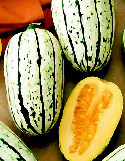 Packet of Seeds 'n Such Bush Delicata Winter Squash Seeds showing 20 seeds in a clear packet.