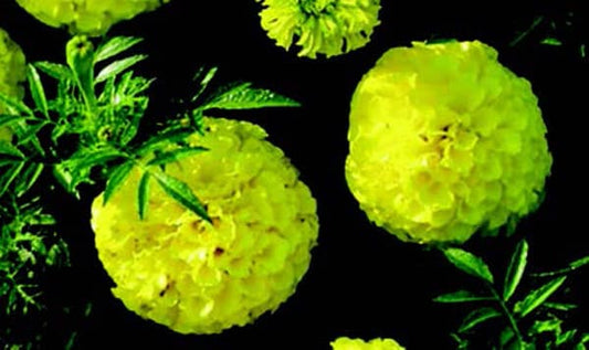 Packet of First Lady Hybrid Marigold Seeds from Seeds 'n Such showing 20 seeds in the packet.