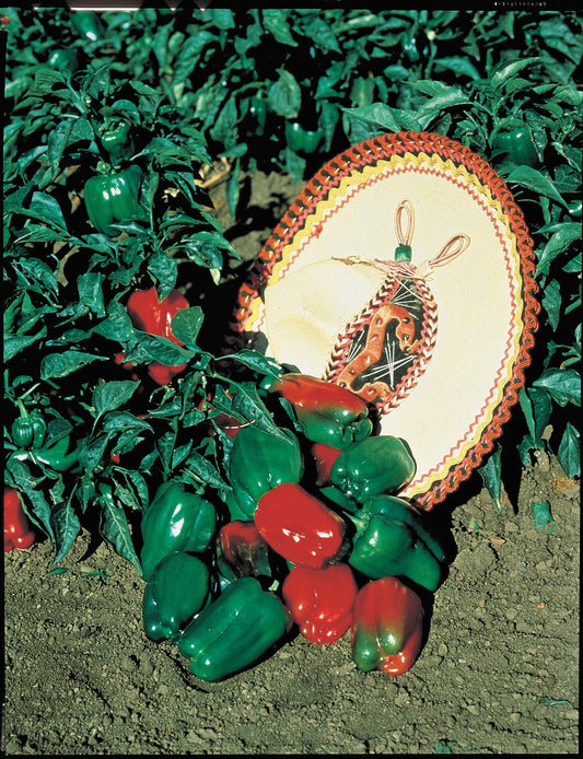 Packet of Seeds 'n Such Mexibell hybrid pepper seeds showing 20 seeds in a colorful packet.